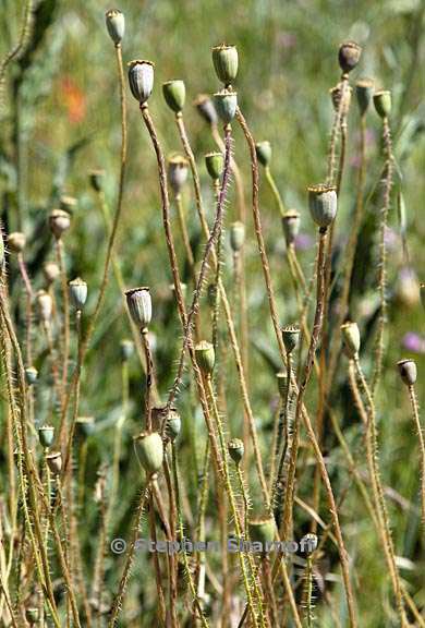 poppy buds provence 1 graphic